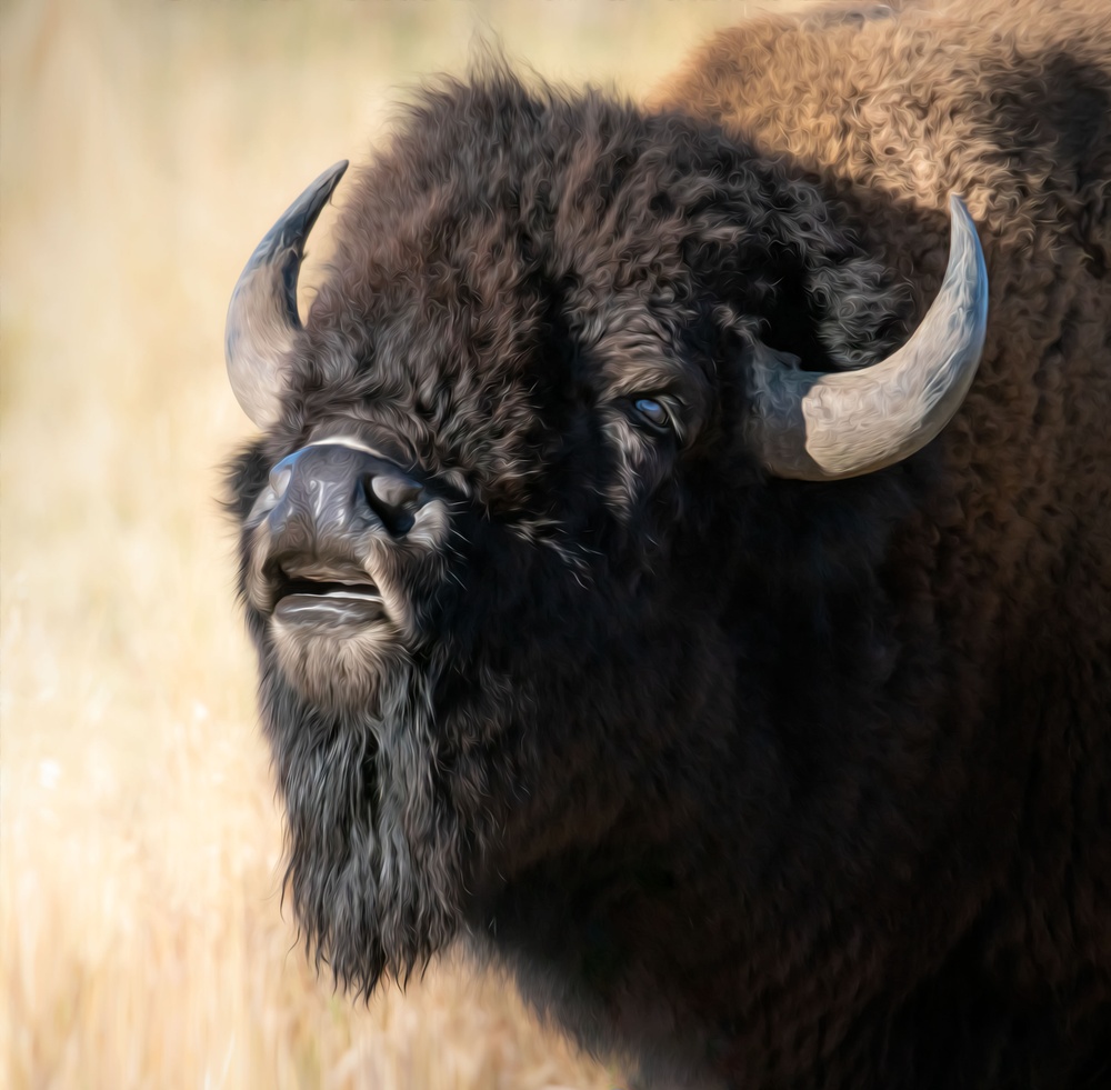 Teton Roaring