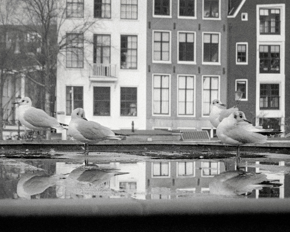 Avian Amsterdam