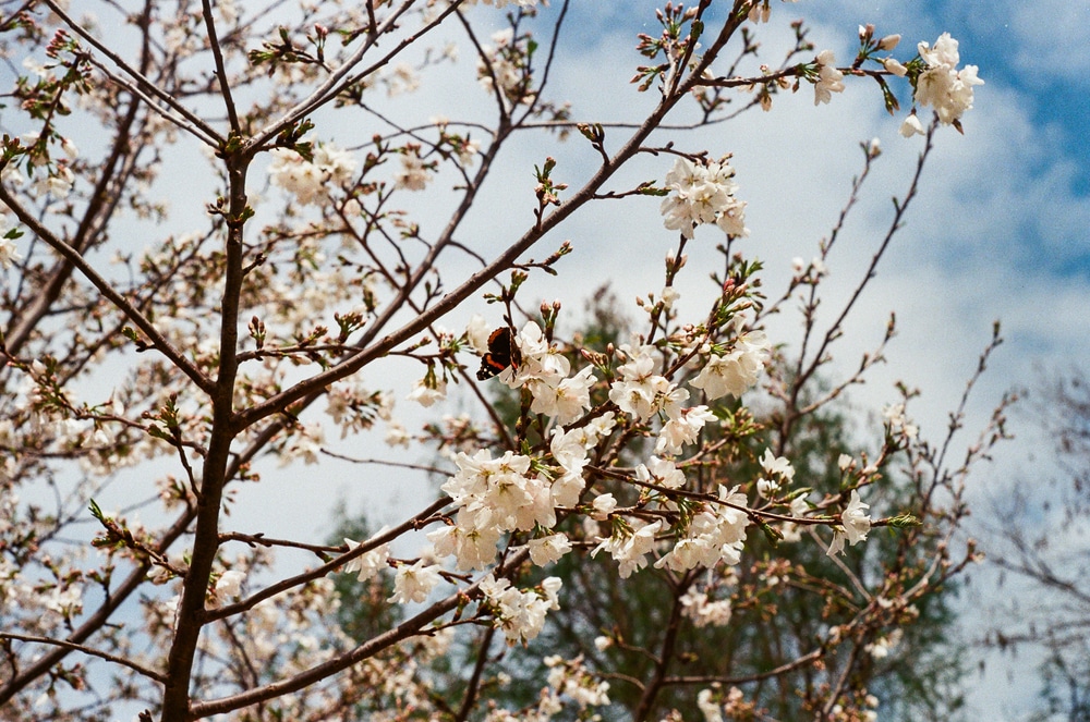 Cherry Flutter