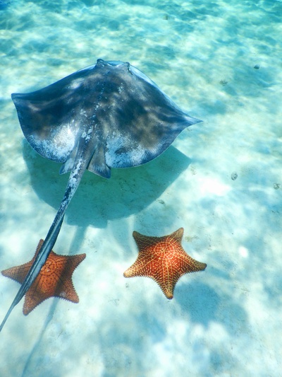 Stingray on Starfish Island Mexico