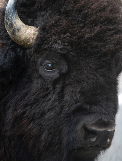 Bison Portrait