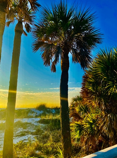 Midsummer Palms